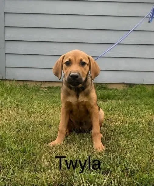 A baby medium-sized female Brown / Chocolate Labrador Retriever dog named Twyla for adoption in Norfolk, MA
