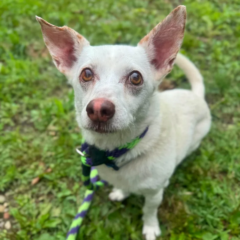 An adult small-sized male Chihuahua dog named Megatron for adoption in Philadelphia, PA