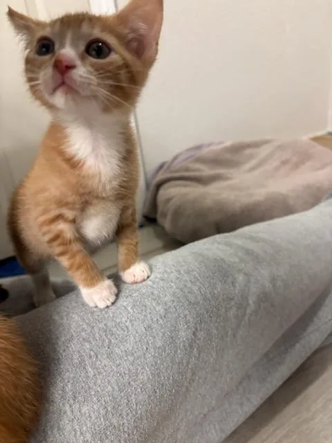 A baby medium-sized male Domestic Short Hair cat named Socks for adoption in Radford, VA