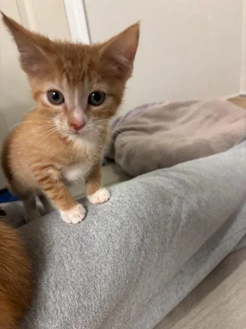 Socks thumbnail 2
