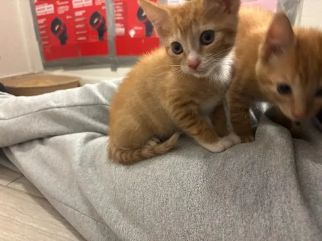 Socks thumbnail 3