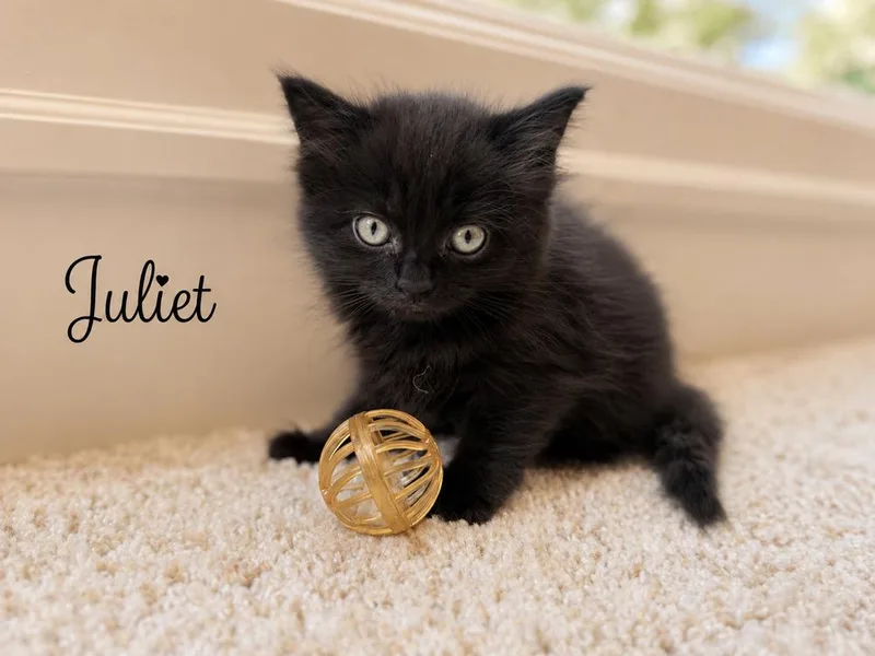 Juliet