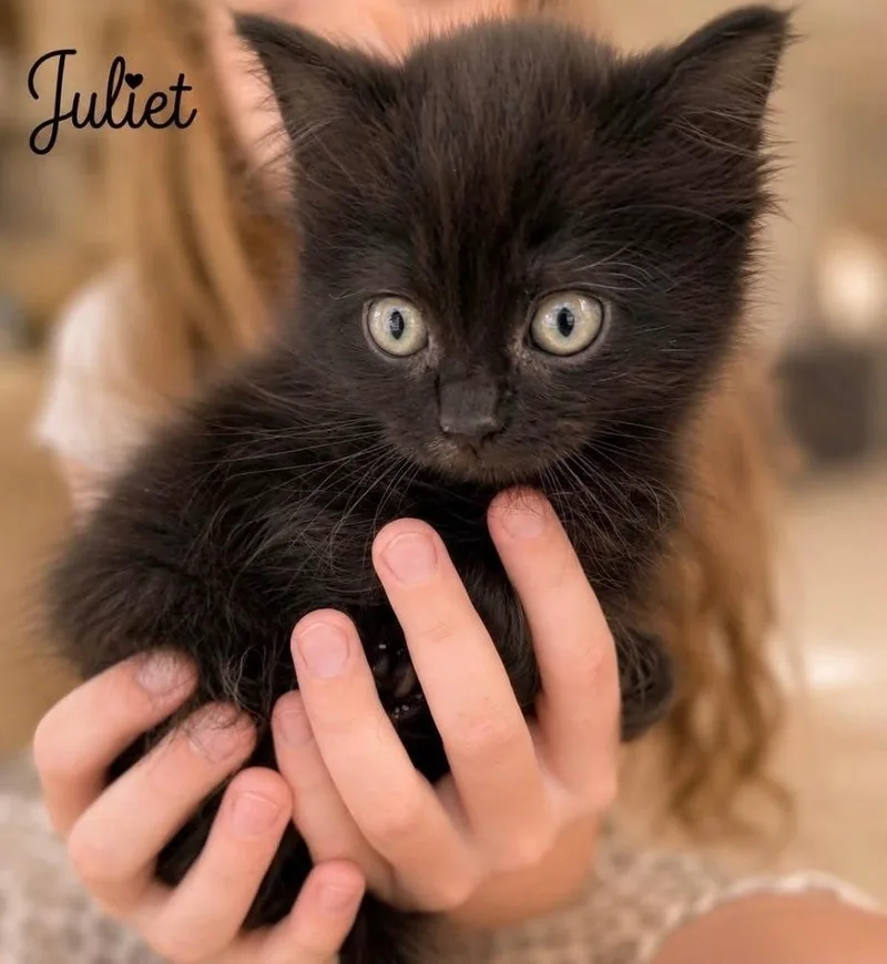 Juliet thumbnail 2