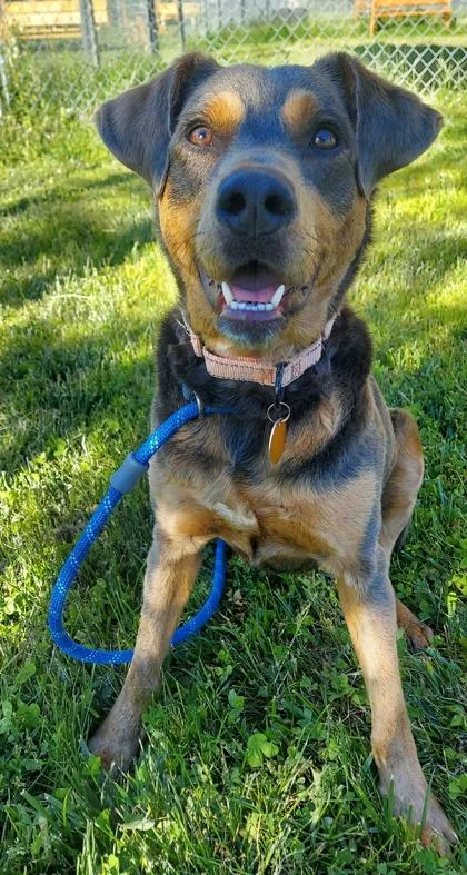 An adult medium-sized female Mixed Breed dog named Precious Chickpea for adoption in Madison, NJ