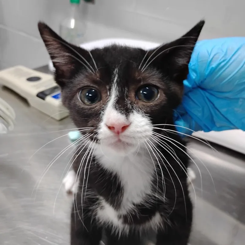 A baby small-sized male Black Domestic Short Hair cat named Blue Wave for adoption in Summerville, SC