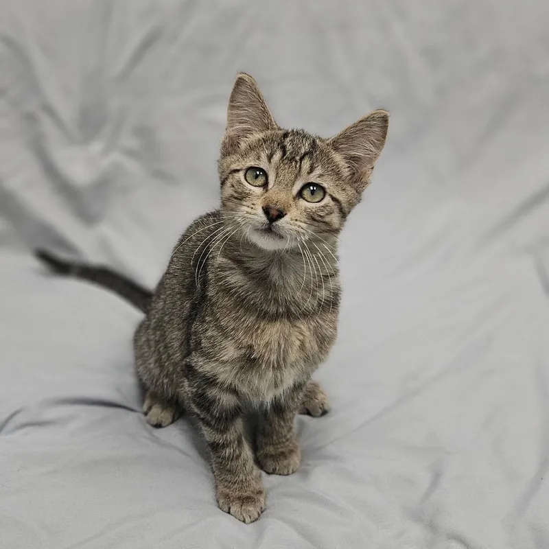 A baby medium-sized male Tabby (Gray / Blue / Silver) Domestic Medium Hair cat named Bugs Bunny for adoption in Monticello, IA