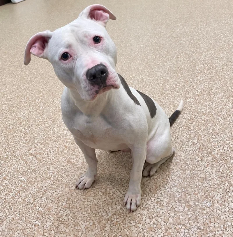 A young large-sized female Pit Bull Terrier dog named Wiggles for adoption in Utica, MI