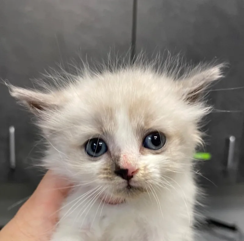 A baby small-sized male Domestic Short Hair cat named Sebastion for adoption in Henderson, NC
