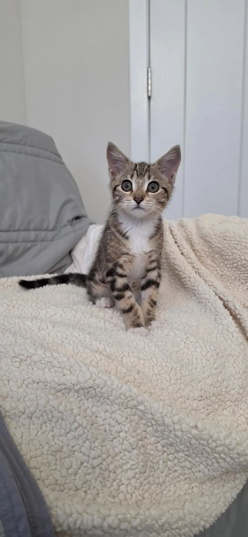 A baby medium-sized female Domestic Short Hair cat named Bethany for adoption in Herndon, VA