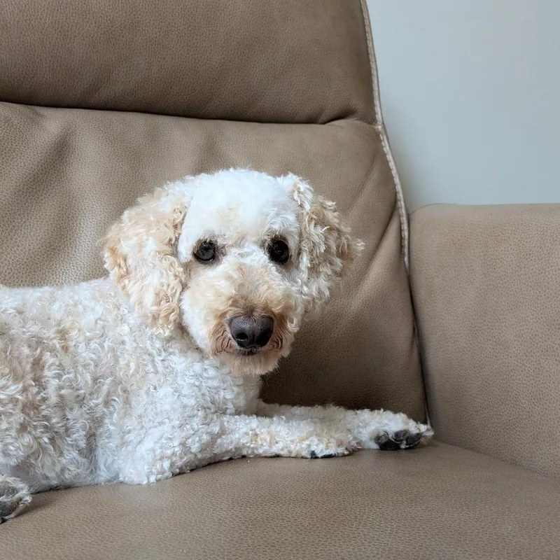 Diesel thumbnail 3