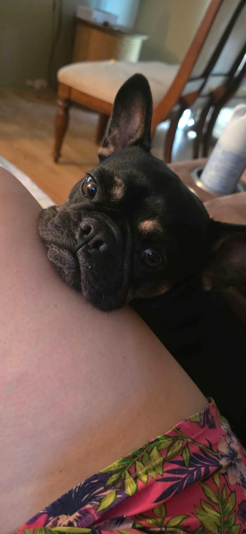 An adult medium-sized female French Bulldog dog named Hazel for adoption in Panama City, FL