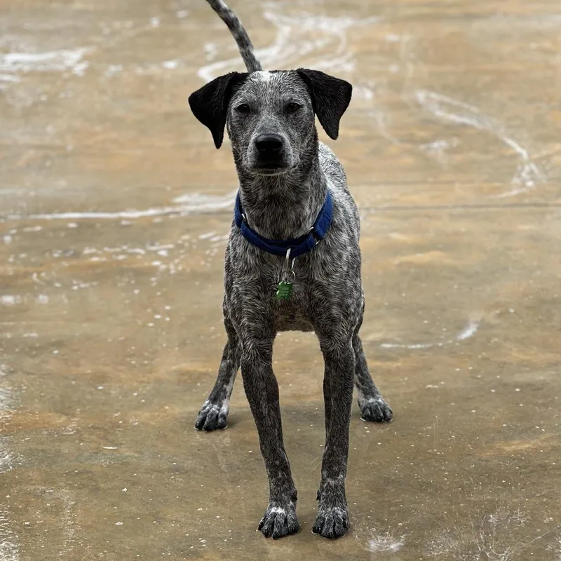 A young medium-sized male Gray / Blue / Silver Australian Cattle Dog / Blue Heeler dog named Pokey for adoption in Freeport, FL