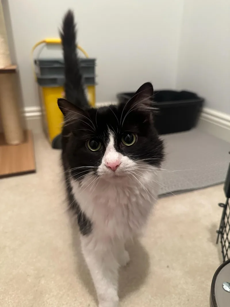 A young medium-sized female Black & White / Tuxedo Domestic Medium Hair cat named Soppy Muppet for adoption in Hartville, OH
