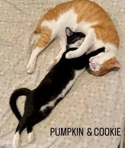 Cookie thumbnail 4
