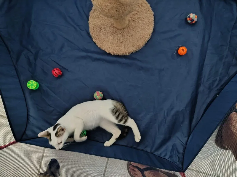 A baby medium-sized male Tabby (Gray / Blue / Silver) Domestic Short Hair cat named Carlitos for adoption in Franklin, MA