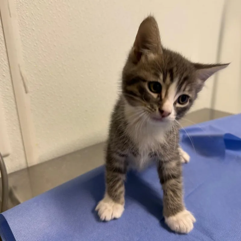 A baby small-sized male Gray / Blue / Silver Domestic Short Hair cat named Fin for adoption in Mount Shasta, CA