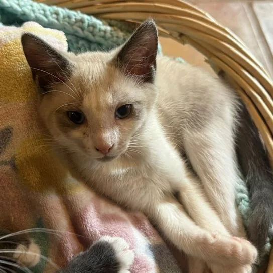 A baby small-sized female Domestic Short Hair cat named Amari for adoption in Cumming, GA