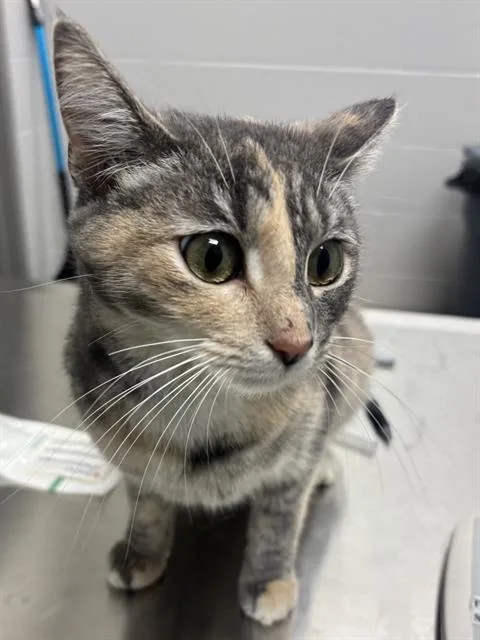 An adult small-sized female Domestic Short Hair cat named Smokey for adoption in Indianapolis, IN