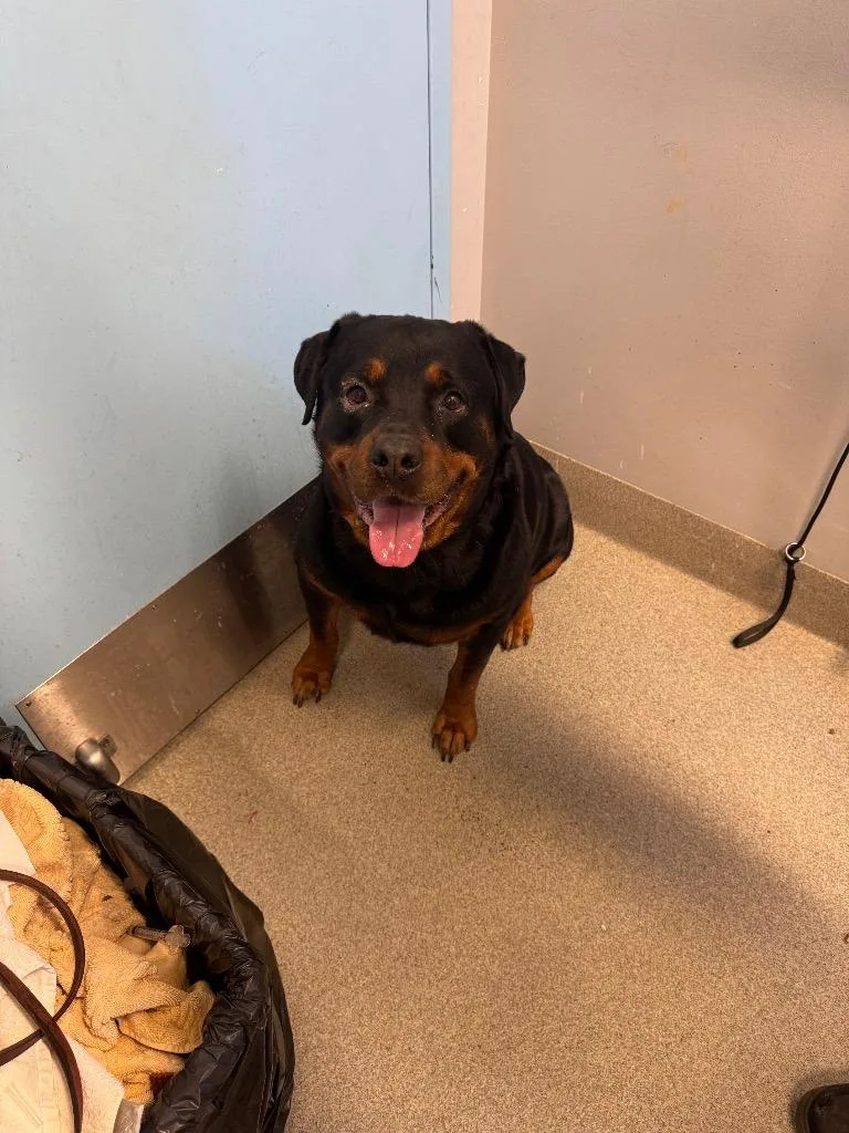An adult medium-sized male Rottweiler dog named Tyson for adoption in Bloomington, IN