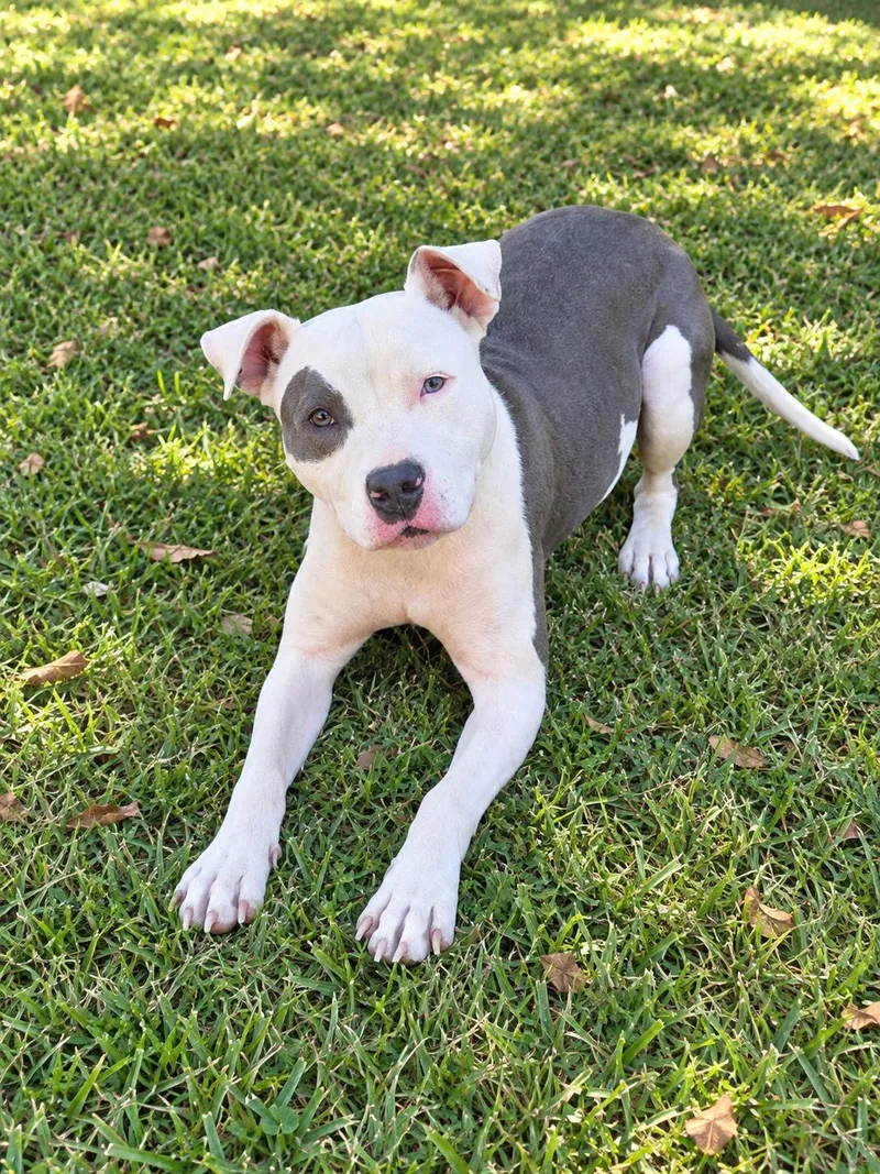 An adult medium-sized female American Staffordshire Terrier dog named Lily for adoption in Raymond, MS
