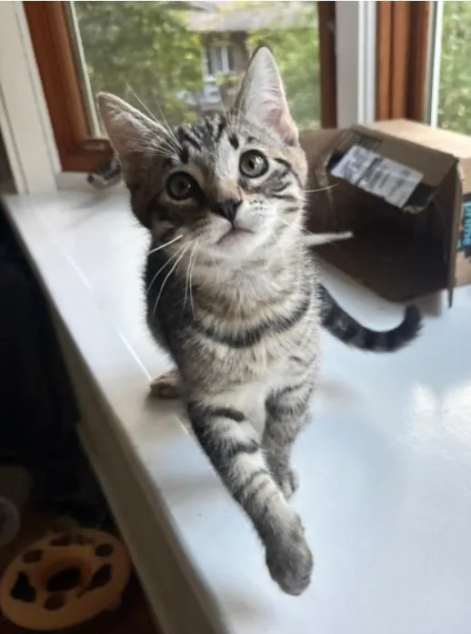 A baby small-sized female Brown / Chocolate Domestic Short Hair cat named Purry for adoption in Oakland, CA