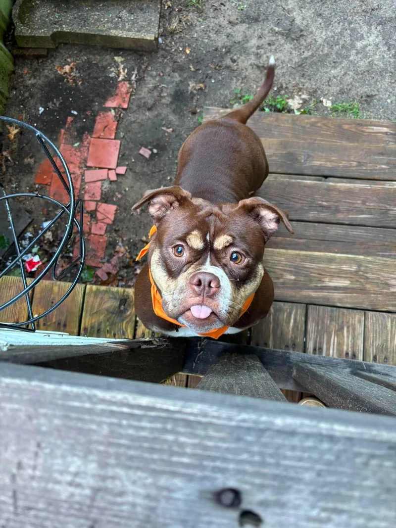 An adult medium-sized female Staffordshire Bull Terrier dog named Millie for adoption in Portland, ME