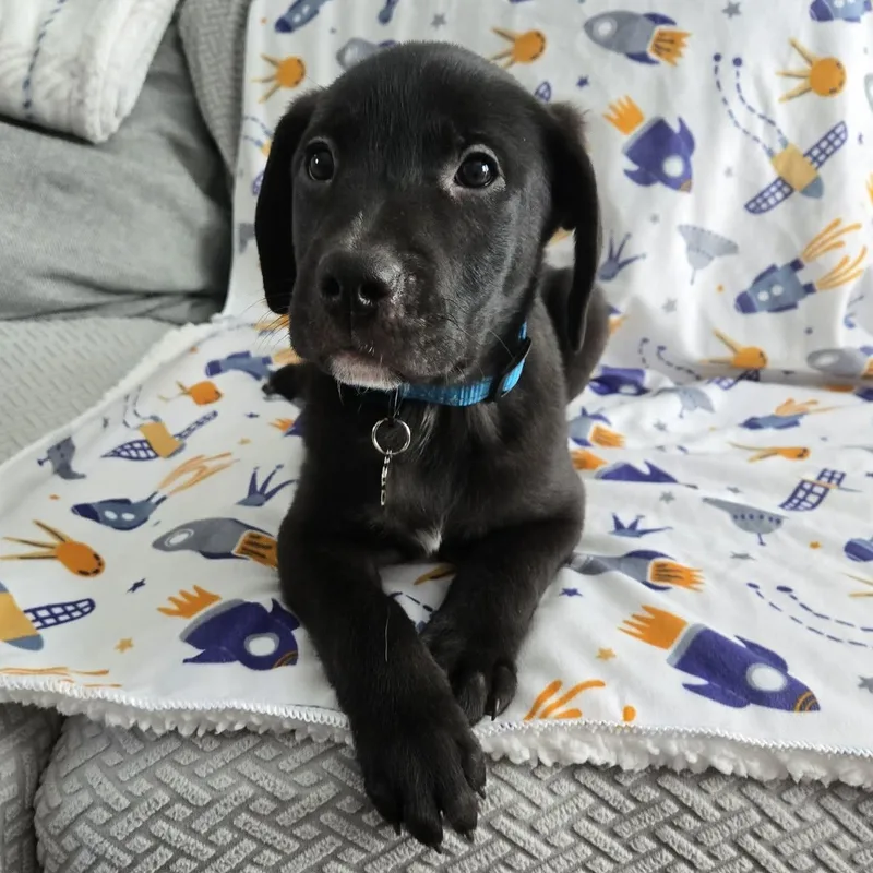 Yuki Beagleblack Lab Puppy thumbnail 2