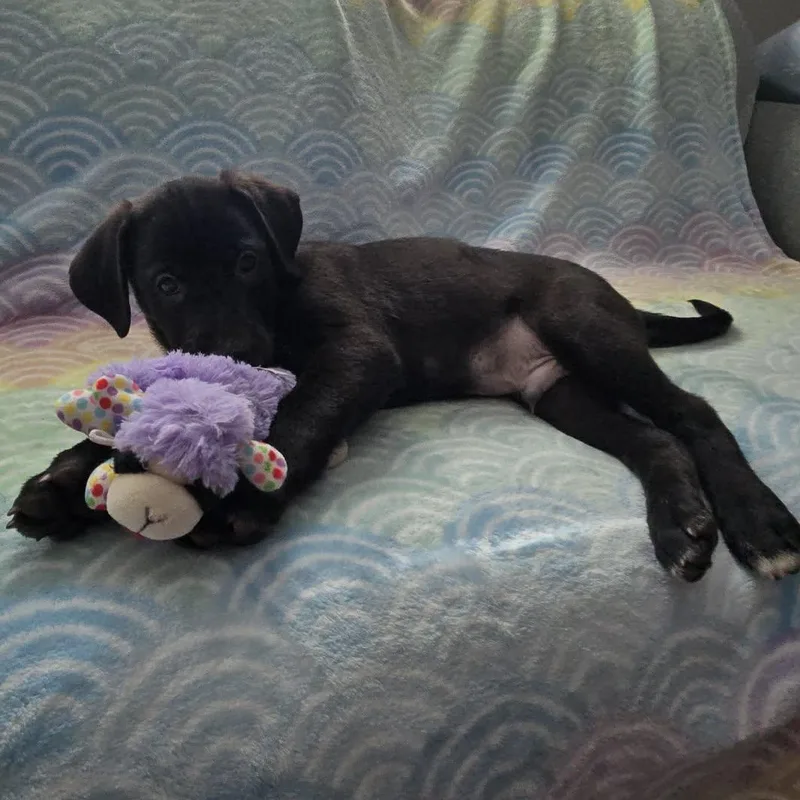 Yuki Beagleblack Lab Puppy thumbnail 3