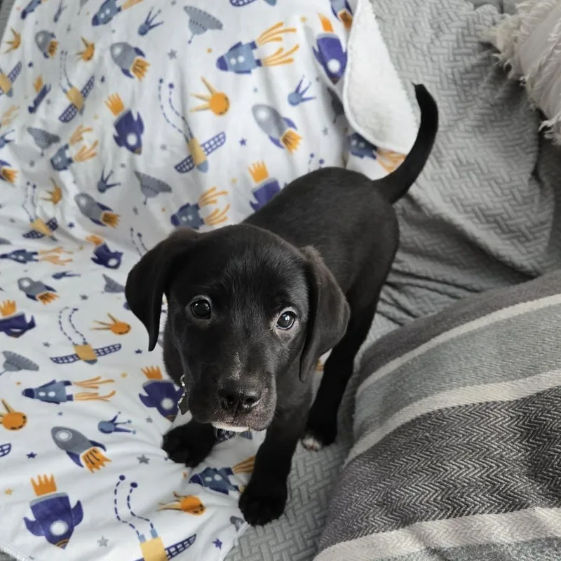 Yuki Beagleblack Lab Puppy thumbnail 4