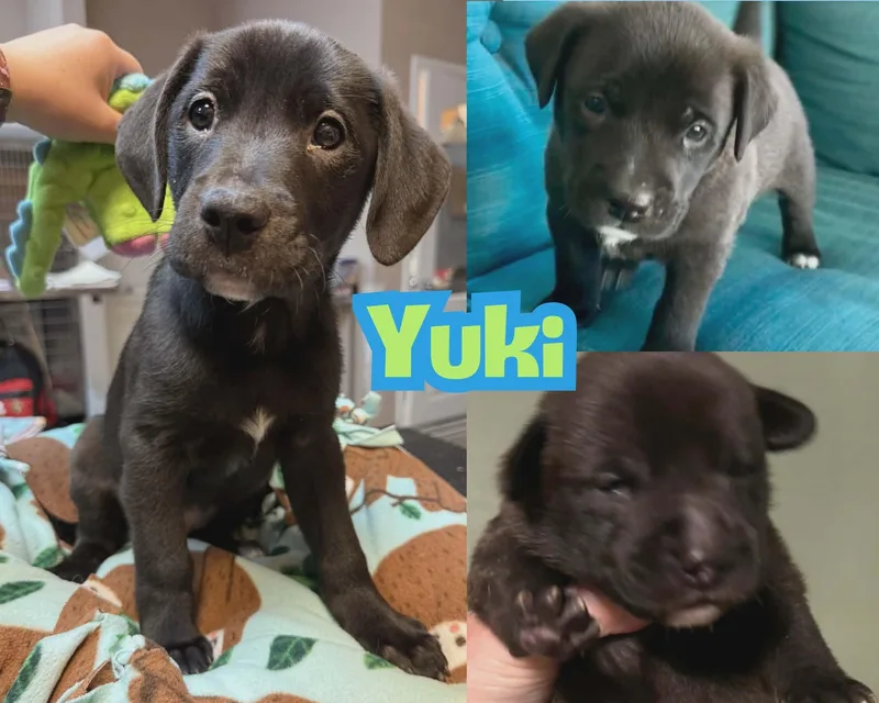 Yuki Beagleblack Lab Puppy thumbnail 5
