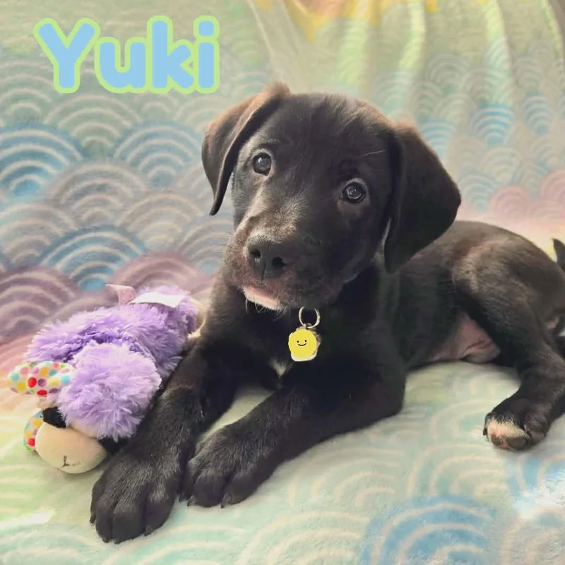 Yuki Beagleblack Lab Puppy