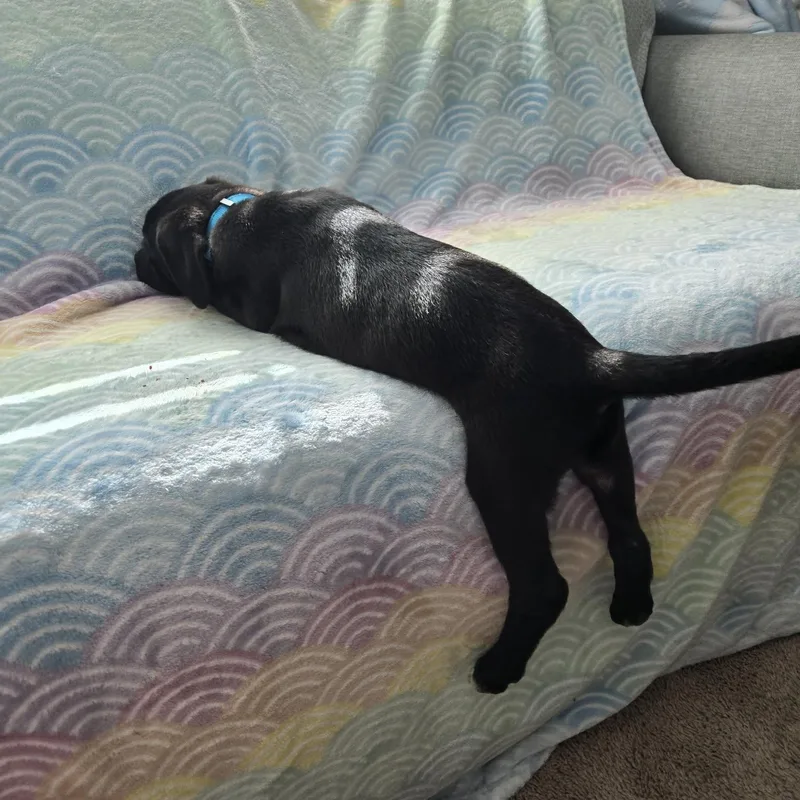 Yuki Beagleblack Lab Puppy thumbnail 6