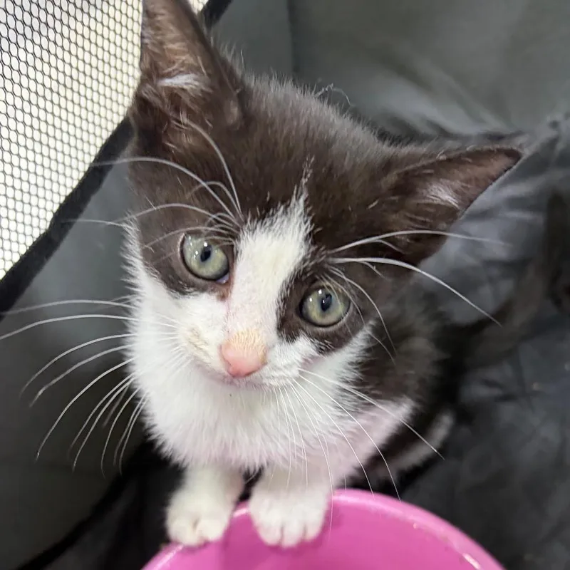 A baby small-sized male Black Domestic Short Hair cat named Skipper for adoption in Mocksville, NC