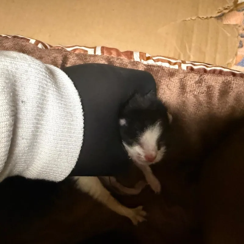 Skipper thumbnail 3