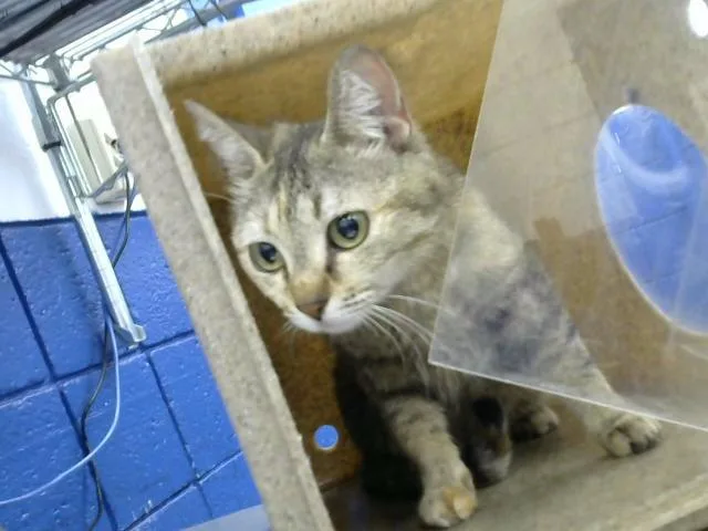 An adult medium-sized female Domestic Short Hair cat named Manushka for adoption in Albuquerque, NM