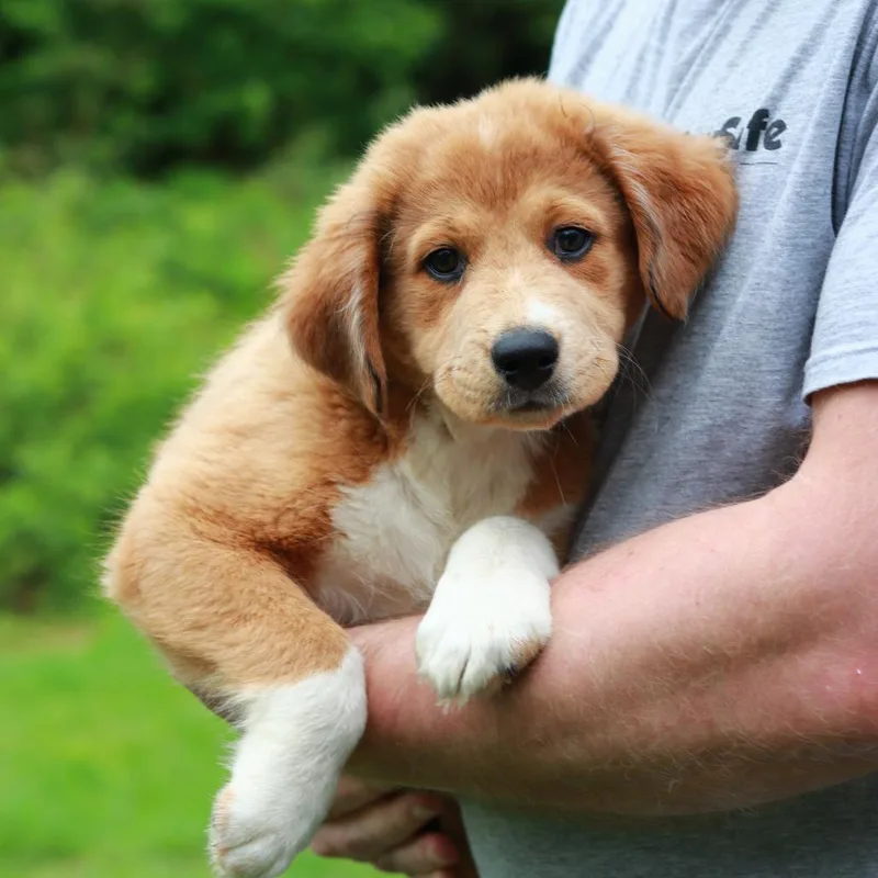 A baby medium-sized female Yellow / Tan / Blond / Fawn Australian Shepherd dog named Ct Bubblicious for adoption in Stormville, NY
