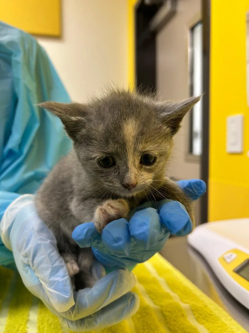 A baby small-sized female Dilute Tortoiseshell Domestic Short Hair cat named Pebbles for adoption in Raleigh, NC