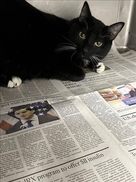 A young medium-sized male Domestic Short Hair cat named Spot for adoption in Chatsworth, CA
