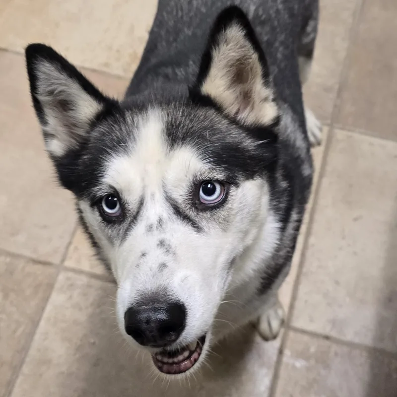 An adult medium-sized female Husky dog named Skye for adoption in Brainerd, MN
