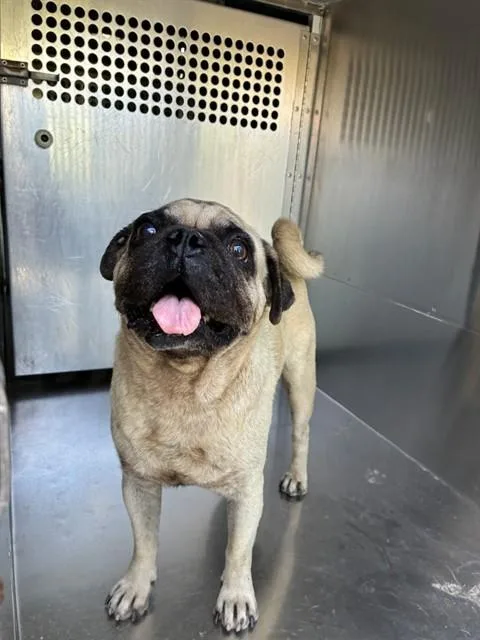 An adult small-sized male Pug dog named Pontoon for adoption in Mesa, AZ