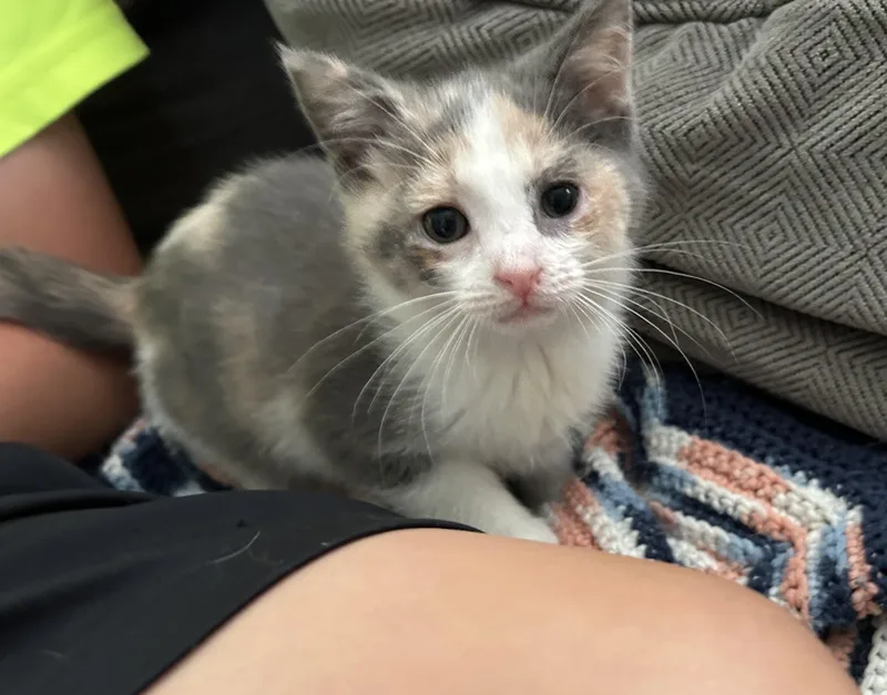 A baby medium-sized female Dilute Calico Domestic Short Hair cat named Coco for adoption in Richmond, VA