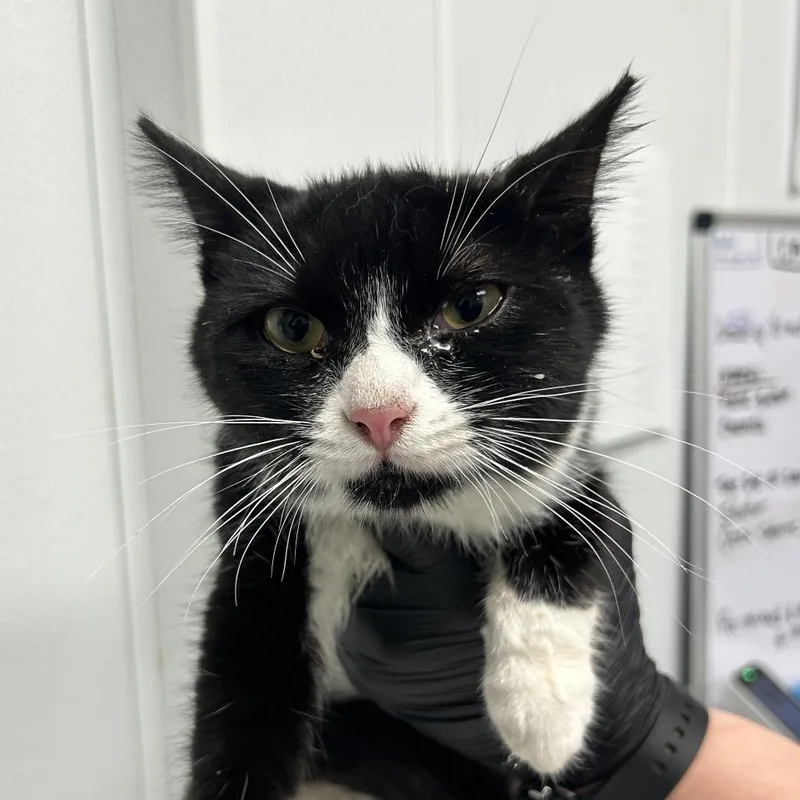 An adult medium-sized male Black Domestic Medium Hair cat named Salad for adoption in Abilene, TX