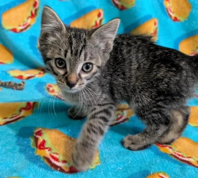 A baby small-sized male Domestic Short Hair cat named Three Cans Of Cheez for adoption in Colorado Springs, CO