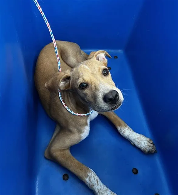 A baby large-sized male Mixed Breed dog named Willy for adoption in Dallas, TX