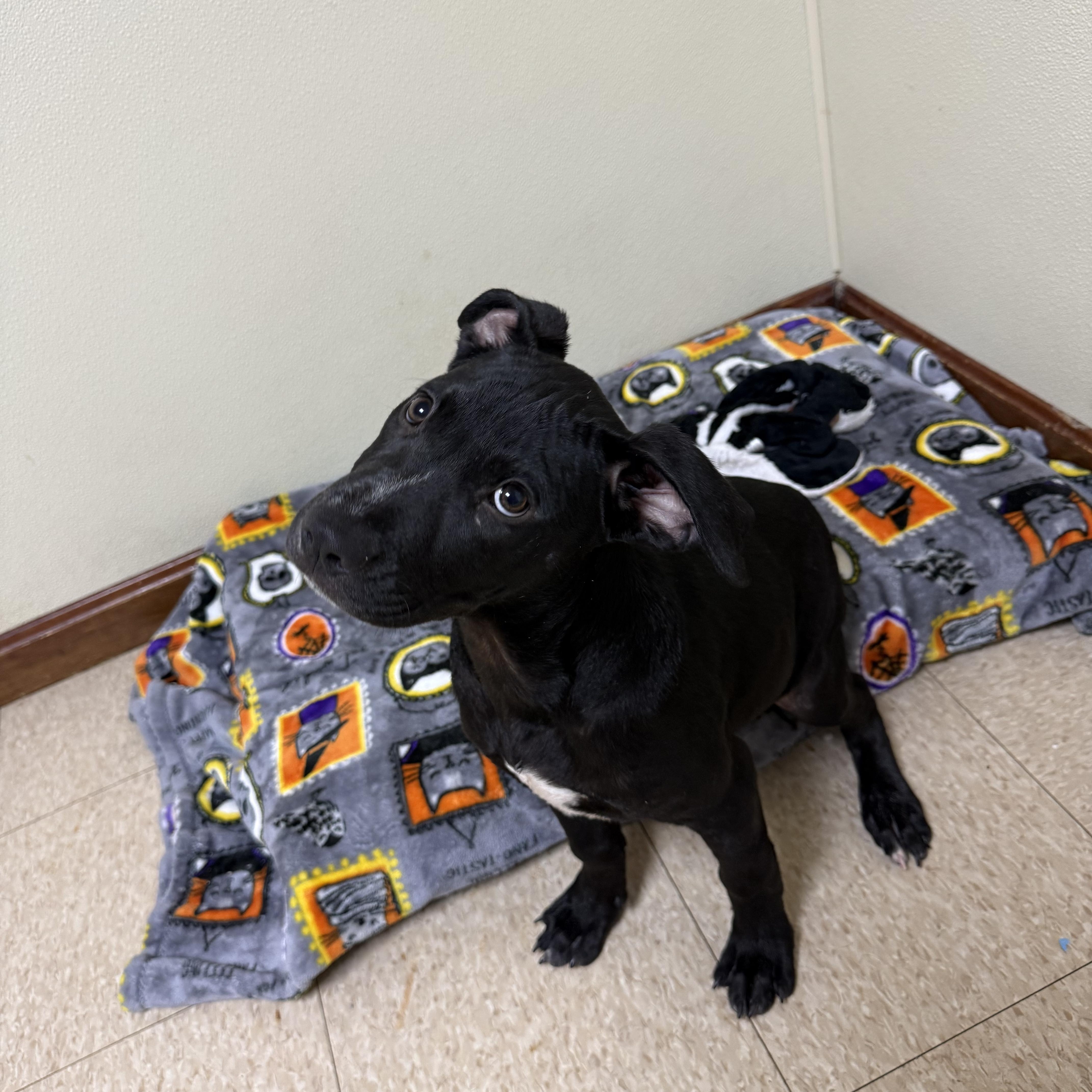 A baby medium-sized male Black Mixed Breed dog named Big Mac for adoption in Douglas, MA