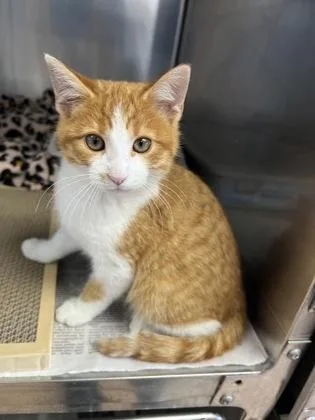A baby small-sized male Domestic Short Hair cat named Chris for adoption in Houston, TX