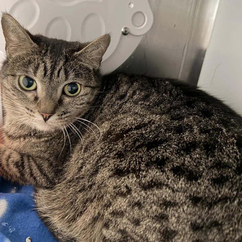 An adult medium-sized female Domestic Medium Hair cat named Vertebrae for adoption in Los Angeles, CA