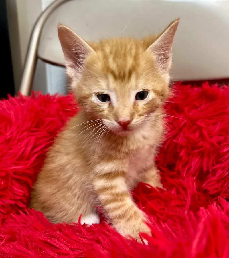 A baby small-sized male Domestic Short Hair cat named Zazu for adoption in Clinton, SC