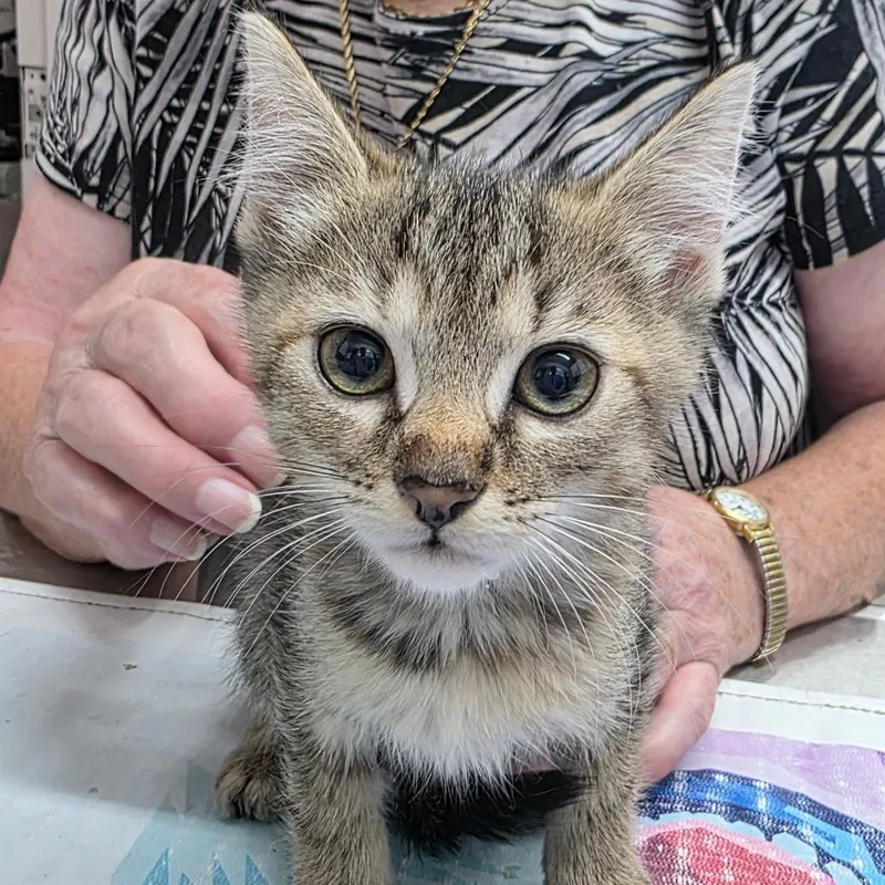 A baby small-sized female Brown / Chocolate Domestic Short Hair cat named Aurelia for adoption in Huntsville, AL