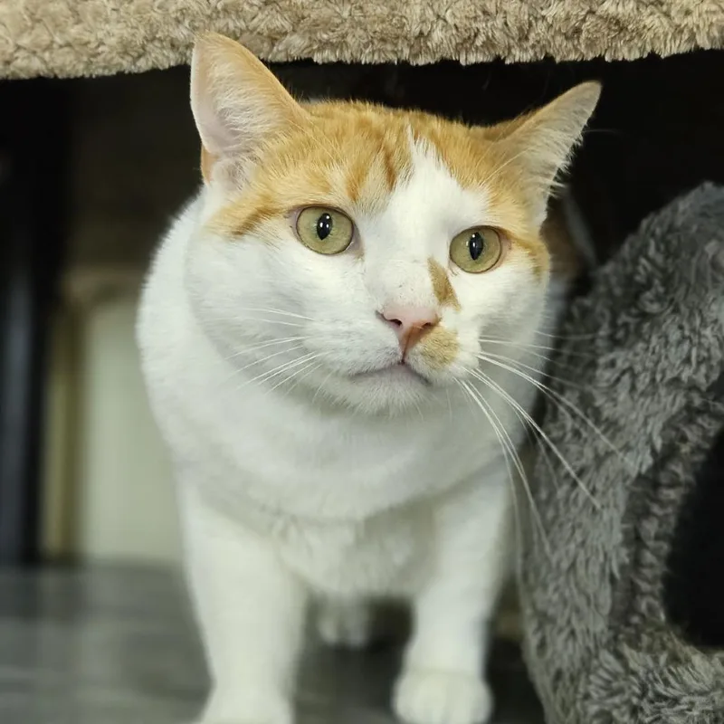 An adult extra large-sized male Orange / Red Domestic Short Hair cat named Nemo for adoption in Lakewood, CO